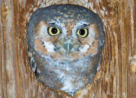 Elf Owl, Peter LaTourrette