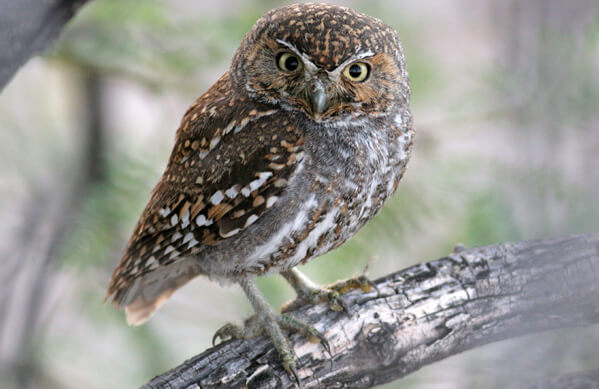 Elf Owl, Terry Sohl