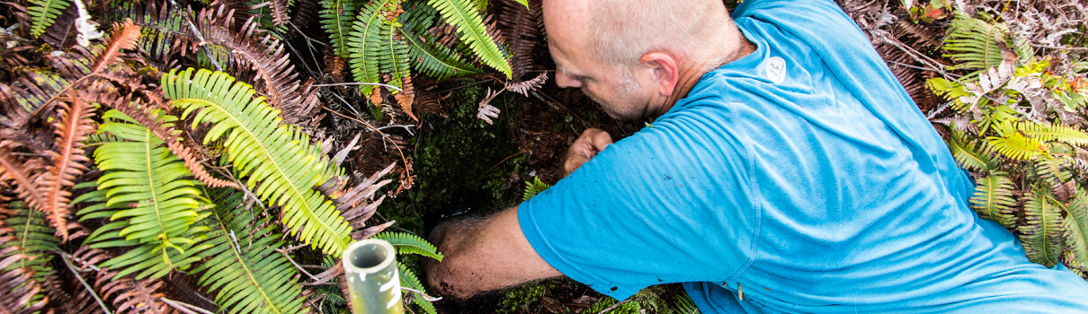 Eric VanderWerf, President of Pacific Rim Conservation, carefully removes a petrel chick from its mountain burrow on the day of the translocation. Because the petrel chicks were half-raised by their parents, scientists are not concerned that the young birds will imprint on humans. Photo by Lindsay Young/Pacific Rim Conservation