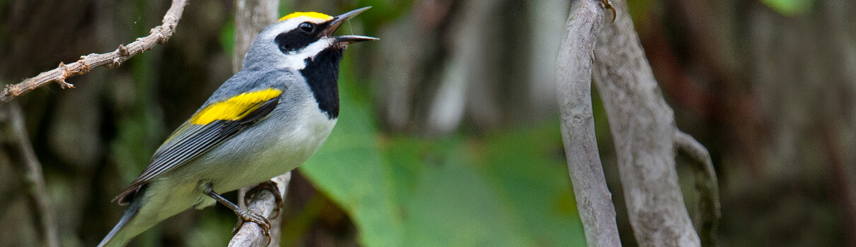 Golden-winged Warbler, David Cree