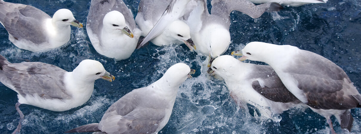 Feeding Northern Fulmars_Marit Zirna_Shutterstock