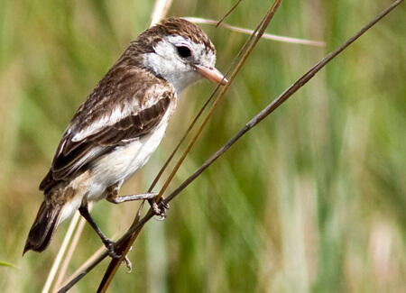 Female Cock-tailed Tyrant, Robert Langstroth