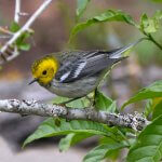 Female Hermit Warbler by L. Vidal Prado Paniagua. Photo from Macaulay Library at the Cornell Lab of Ornithology.