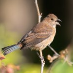 Female Indigo Bunting by Suzanne Labbé, Macaulay Library at the Cornell Lab of Ornithology