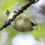 Female Kiwikiu. Photo by Kendall Watkins.