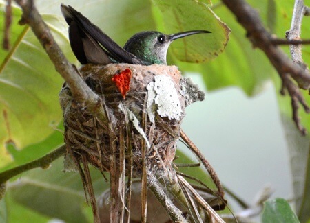 Female Long-tailed Woodnymph on nest_Stephen Jones