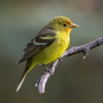 Female Western Tanager by M. Leonard Photography, Shutterstock