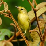 Female Yellow Warbler, wintering in Costa Rica. Photo by Salparadis, Shutterstock