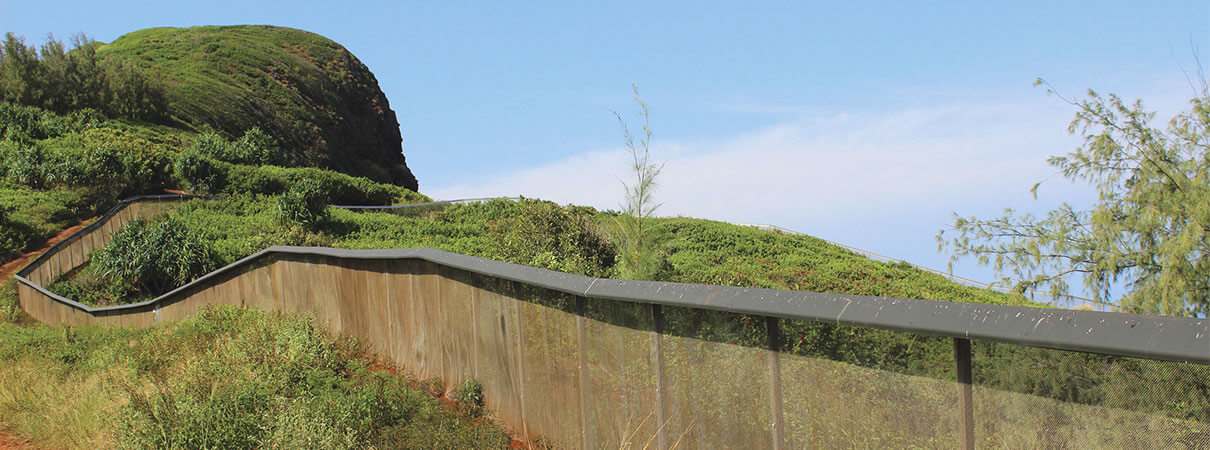 Predator-proof fencing, shown here on Kaua'i, protects seabirds on some of the main Hawaiian Islands. Photo by Ann Bell/FWS.