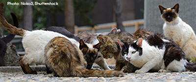 ferals feeding