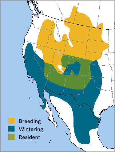 Ferruginous Hawk range map, NatureServe