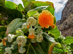 Fig 2 (right) Dendroseris detail