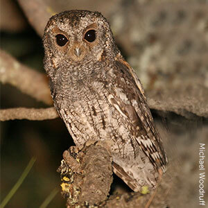 Flammulated Owl