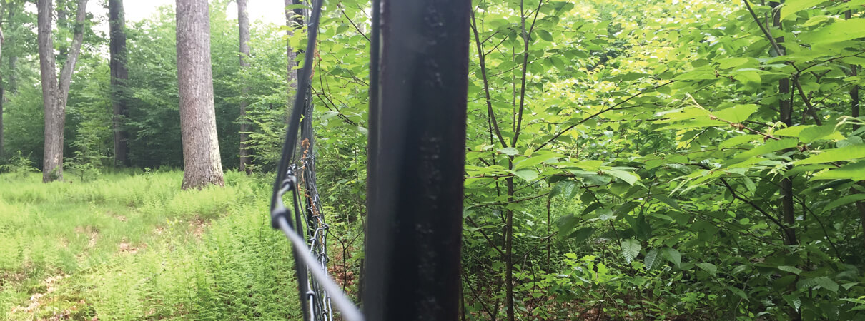 Deer can severely damage the forest understory. To the left of the fence, deer roam freely. The area to the right is protected from browsing deer, allowing a healthy forest understory to thrive. Photo by Isaac Betancourt