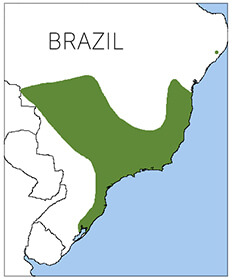 Frilled Coquette map, NatureServe