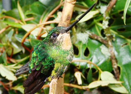 Glittering Starfrontlet Female, Fundación ProAves