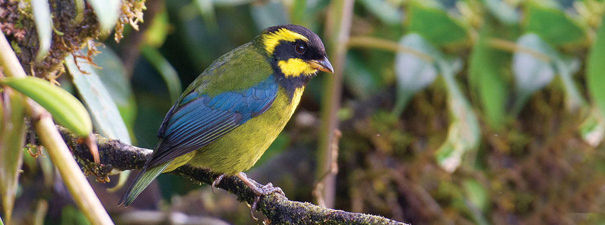 The Endangered Gold-ringed Tanager finds refuge at the Tangaras Reserve, established in 2009 by ABC Colombian partner Fundación ProAves. Photo by Christopher Becerra, Shutterstock