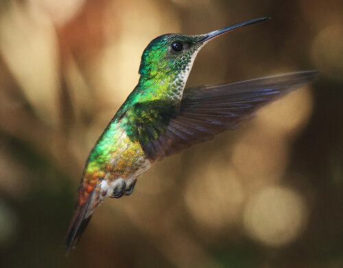 Golden-tailed Sapphire at Waqanki. Photo by Fábio Olmos