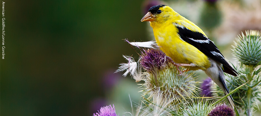 Goldfinch