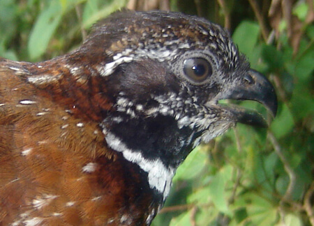 Gorgeted Wood-quail, Fundacion ProAves