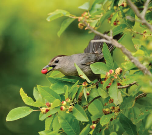 Gray Catbird2_Warren Cooke_U