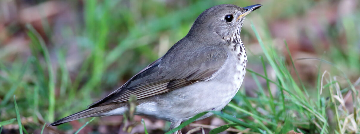 Gray-cheeked Thrushes may fly nonstop approximately 2,000 miles from their stopover habitat in Colombia's Sierra Nevada de Santa Marta. Photo by Mike Parr