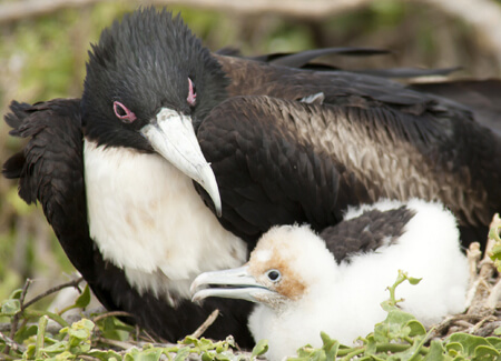 Great Frigatebird, MindStorm, Shutterstock