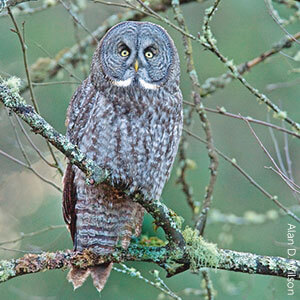 Great Gray Owls are one of the many types of owls found in the United States