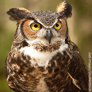 Great Horned Owl