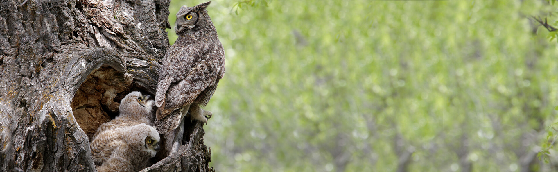 Great-horned Owls, Ronnie Howard/Shutterstock