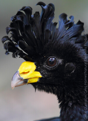 Great Curassow by Greg Homel/Natural Elements Productions