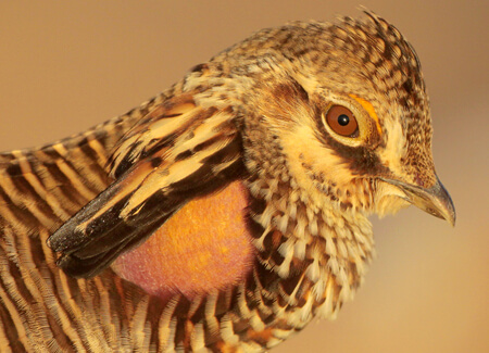 Greater Prairie-Chicken, Greg Lavaty