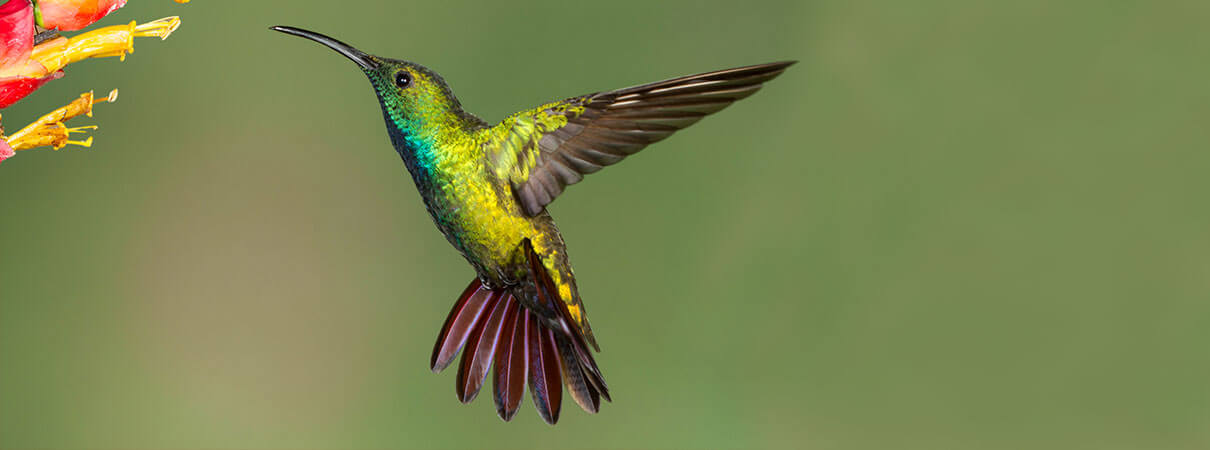 Green-breasted Mango