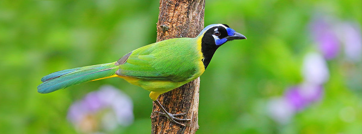 Green Jay