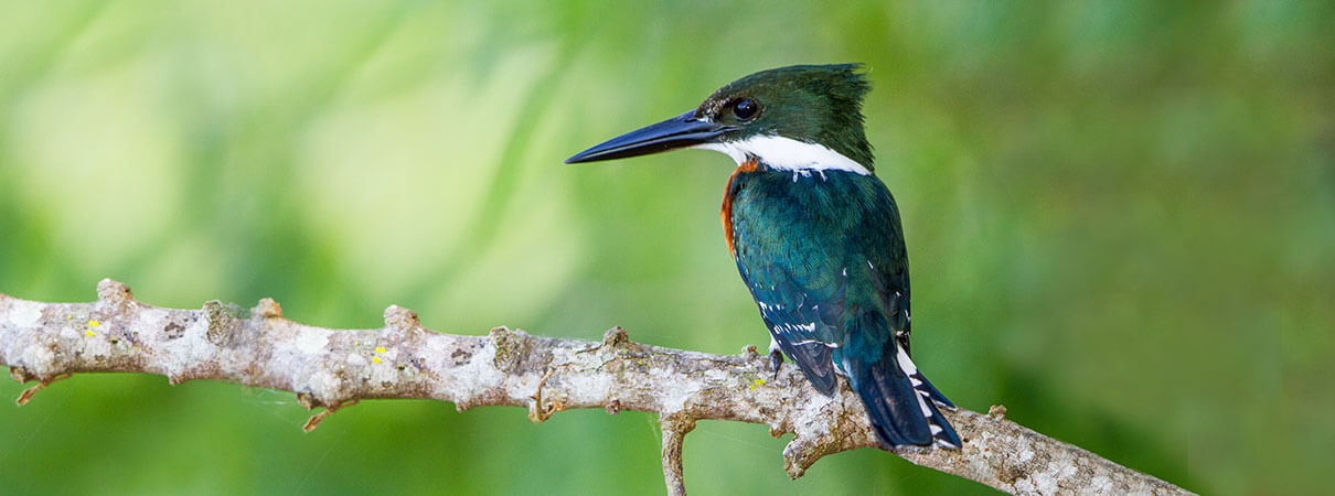 Green Kingfisher