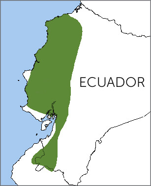 Grey-backed Hawk map, NatureServe