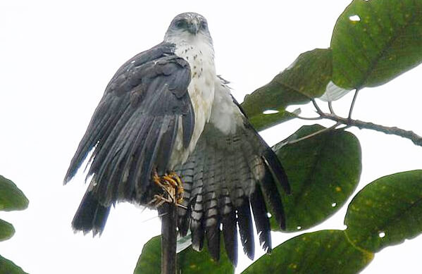 Grey-backed Hawk, Roger Ahlman