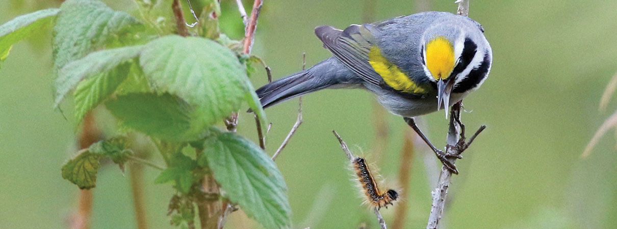 Golden-winged Warbler. Photo by Gene Koziara