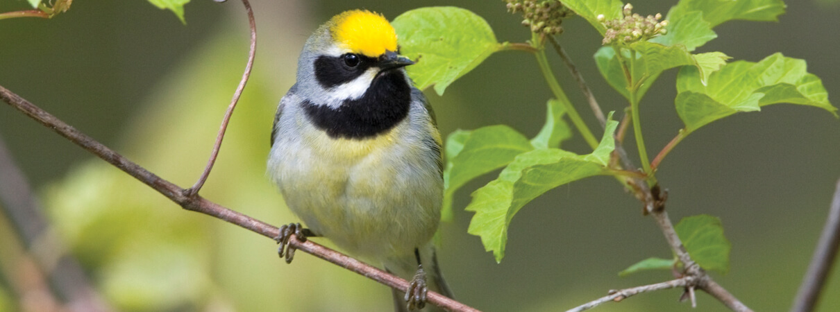 Songbirds such as Golden-winged Warbler benefit from the diversity of young and mature forest at different stages of their lives. Photo by Glenn Bartley