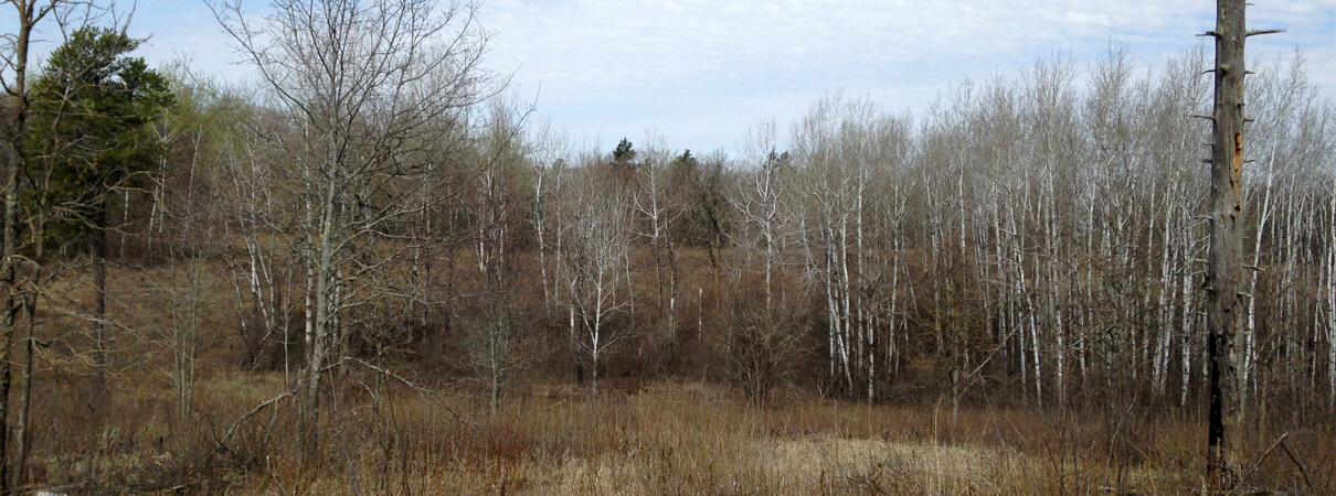 This early-spring photograph shows a parcel of land after Dieser and partners have completed restoration work — a process they call "treatment" — to open up the habitat and make it more appealing to Golden-winged Warblers. Photo by Peter Dieser