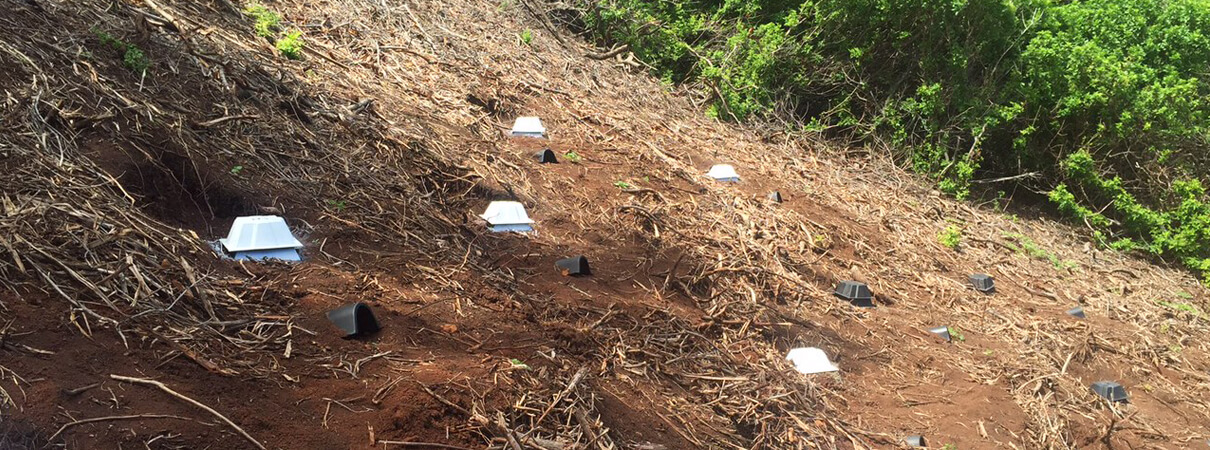 The artificial burrows at Nihoku are situated on a gradual slope toward the ocean cliffs below. The site's orientation to the trade winds will give the fledgling petrels a straight shot to the ocean. Robby Kohley/Pacific Rim Conservation