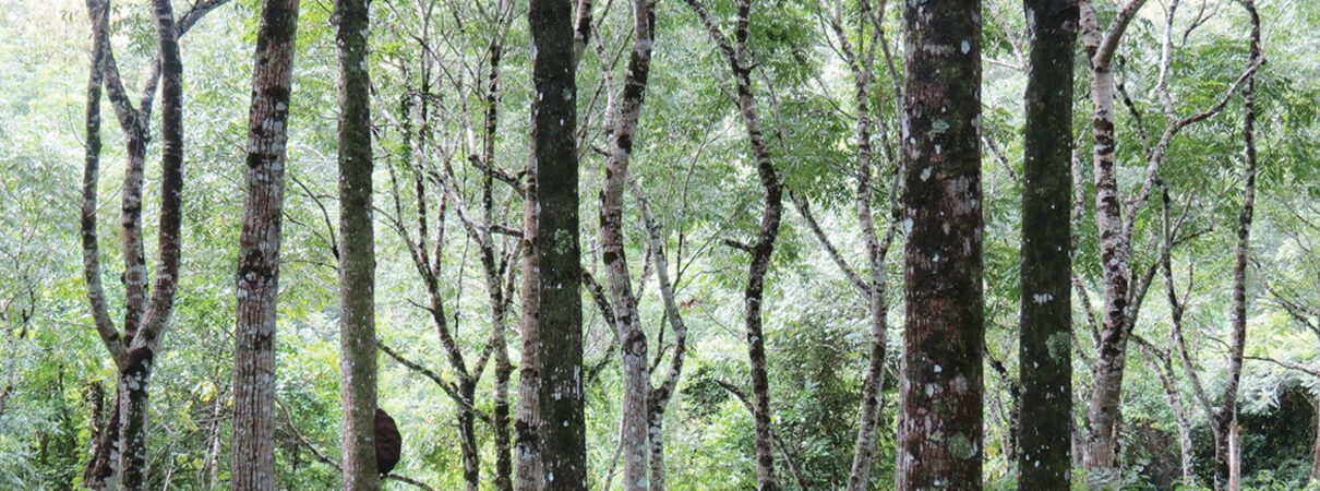 Outside investors may be able to help local farmers and property owners establish slow-growing but bird-friendly crops, such as this hardwood plantation in Guatemala. Agroforestry is one of many conservation tools currently employed within ABC's BirdScapes locations. Photo by Jason Berry