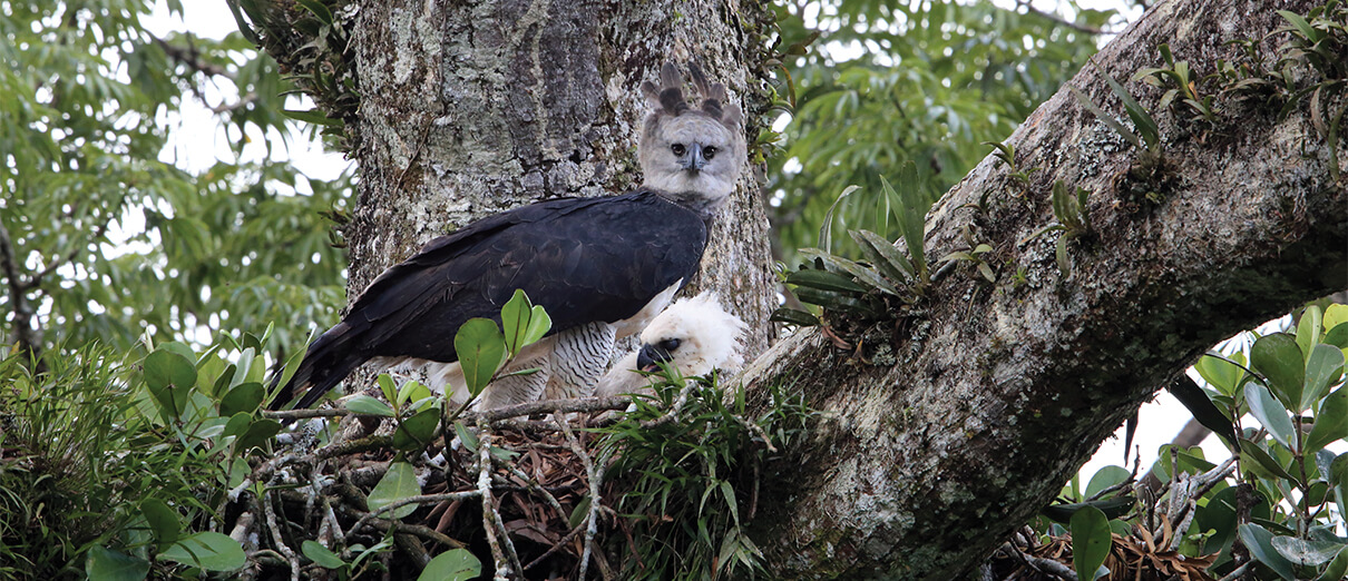 Harpy Eagle and chick