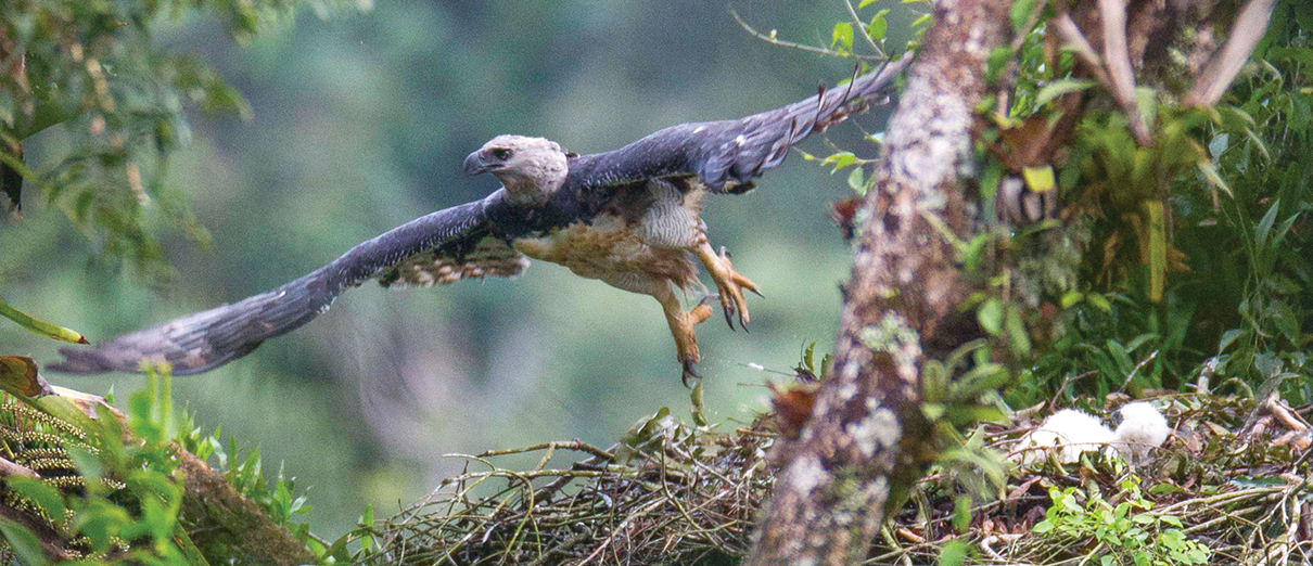 Harpy Eagle and chick