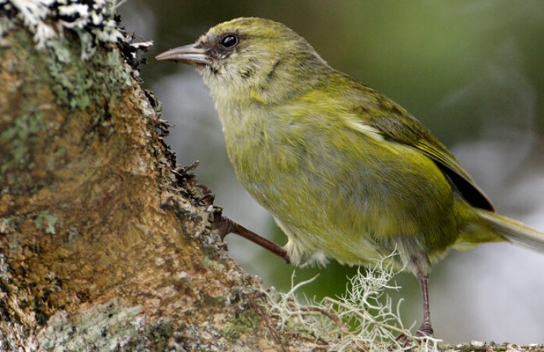 The Hawaii Creeper is another native species that feeds on the nectar of the lehua blossoms. Photo by Jack Jeffrey