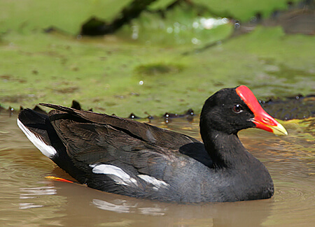 Hawaiian Common Gallinule, Michael Walther