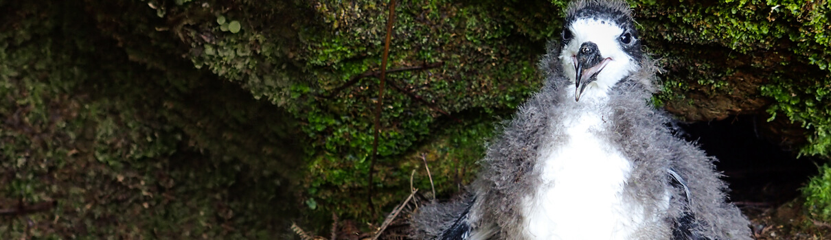 A Hawaiian Petrel chick at its mountain burrow. André Raine/Kaua'i Endangered Seabird Recovery Project