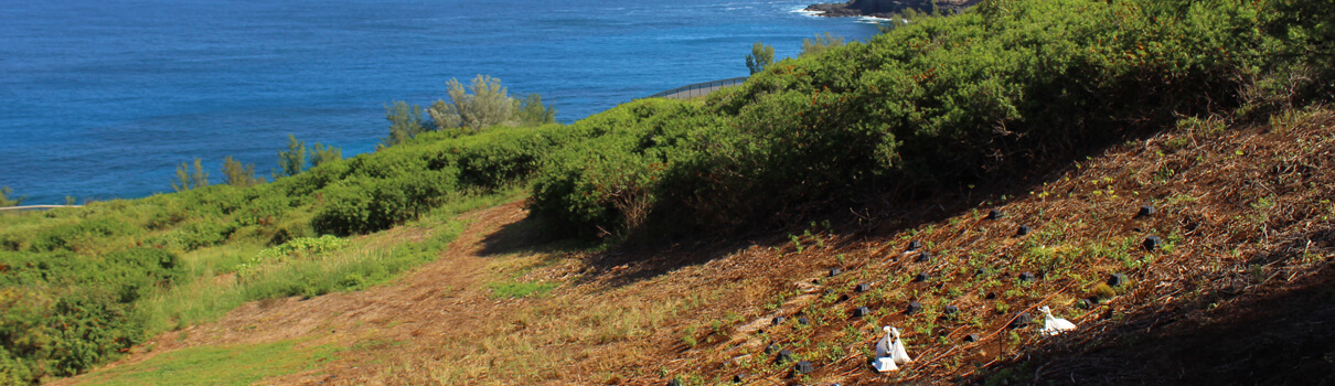 Wildlife biologists brought the translocated chicks to an enclosure within Kilauea Point National Wildlife Refuge that is protected from predators by a fence. The entrances to the chicks' burrows are visible in the foreground. Photo by Ann Bell/USFWS