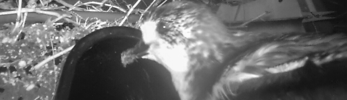 About nine days after the translocation, the oldest Hawaiian Petrel chick emerged from his burrow at night to exercise his wings and explore. Camera trap capture images like this one of the birds' nocturnal movements. Photo by Pacific Rim Conservation