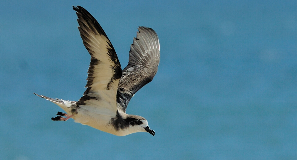 Hawaiian Petrel, Jim Denny/kauaibirds.com